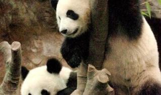 熊猫乐乐身上的血洞 熊猫乐乐身上的血洞